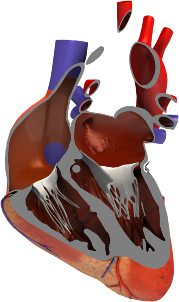 unity learning application of university ulm heart model isolated